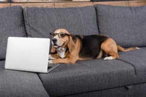 Hunde Information