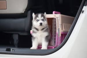 Dog box car