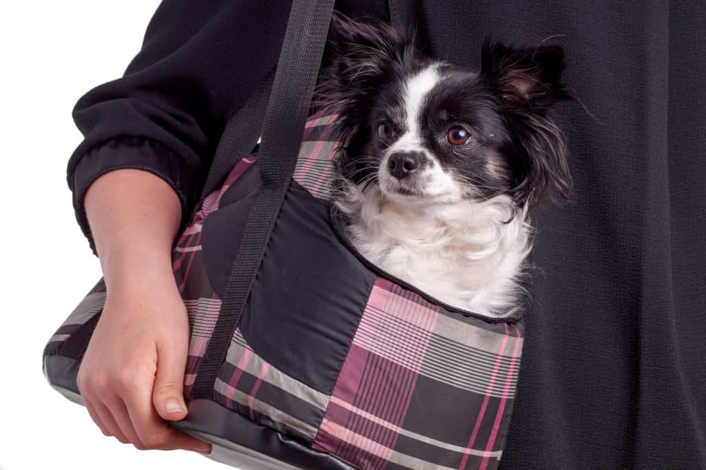 Hundebox faltbar Tasche
