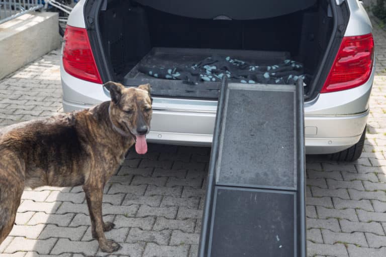 Das sind die 5 besten Hunderampen 1 Hunderampe Test