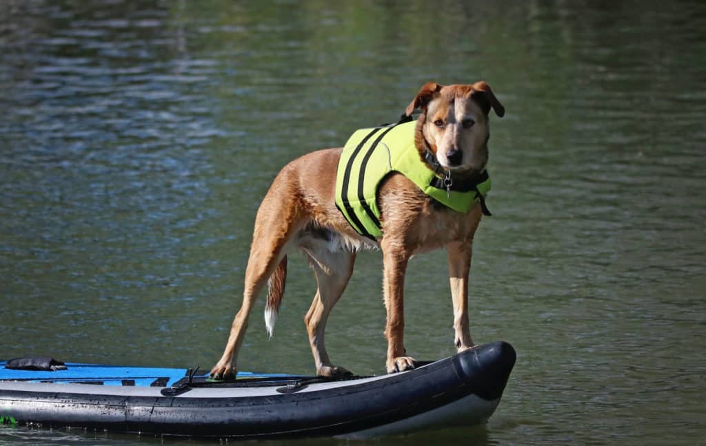 YWRD Schwimmweste Hunde Hunde Schwimmweste Hundemäntel für große Hunde wasserdicht Hund Schwimmweste Hundemäntel wasserdicht und warm orange,m 