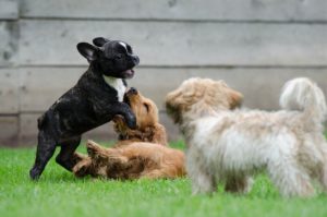Puppy Bite Inhibition Play