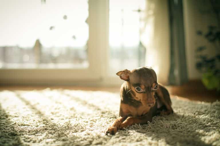 Hund krank