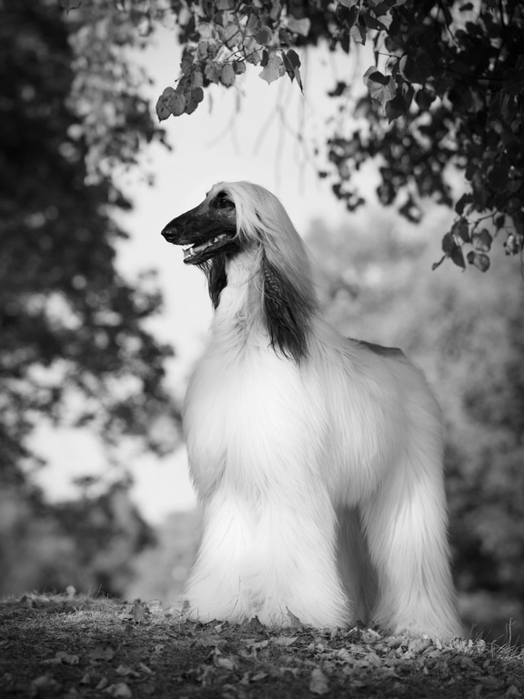 Afghanischer Windhund Herkunft