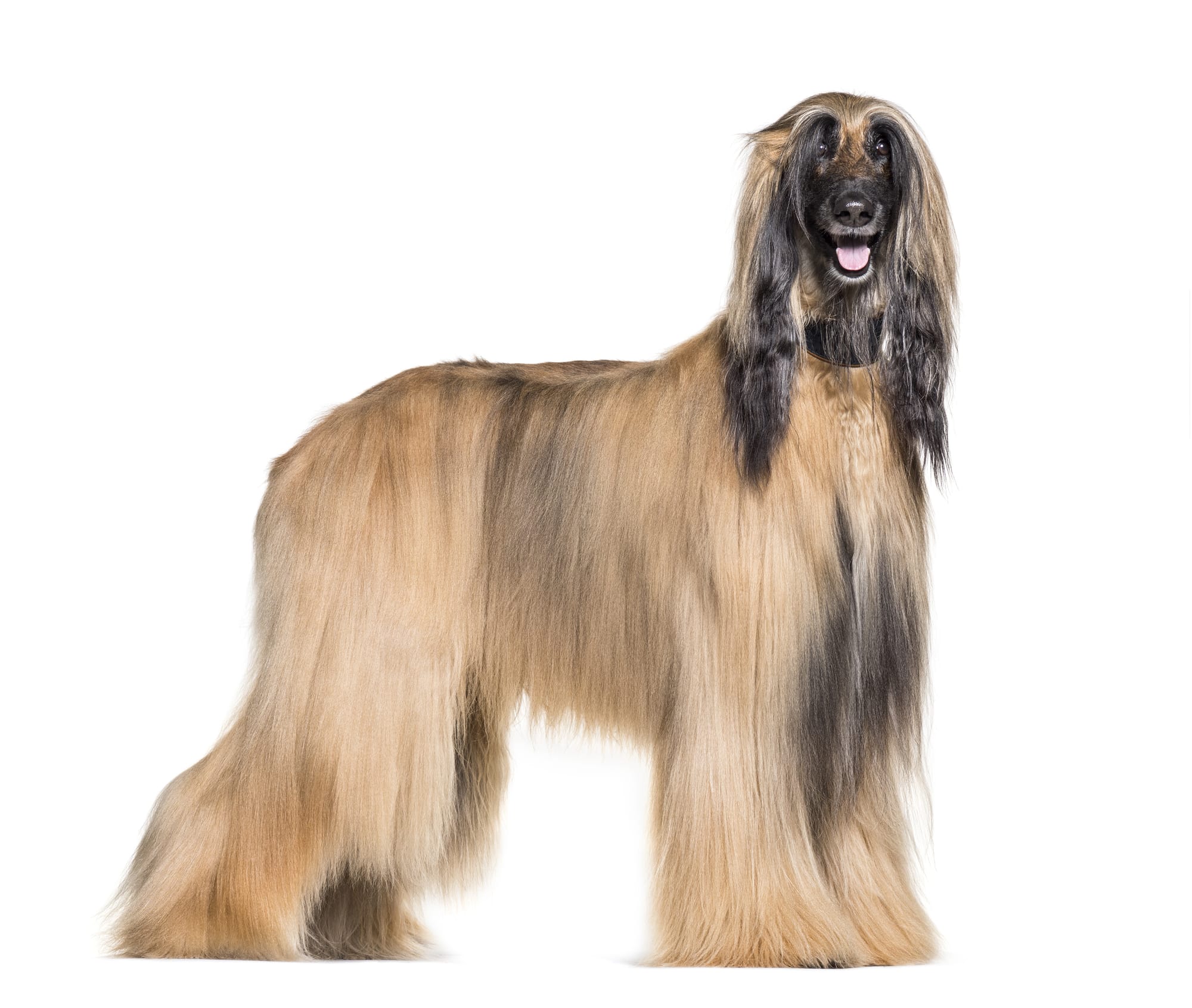 Afghanischer Windhund