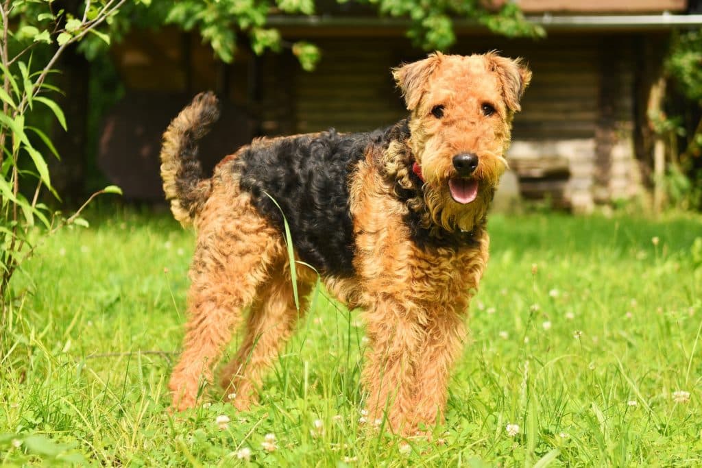 Airedale Terrier1