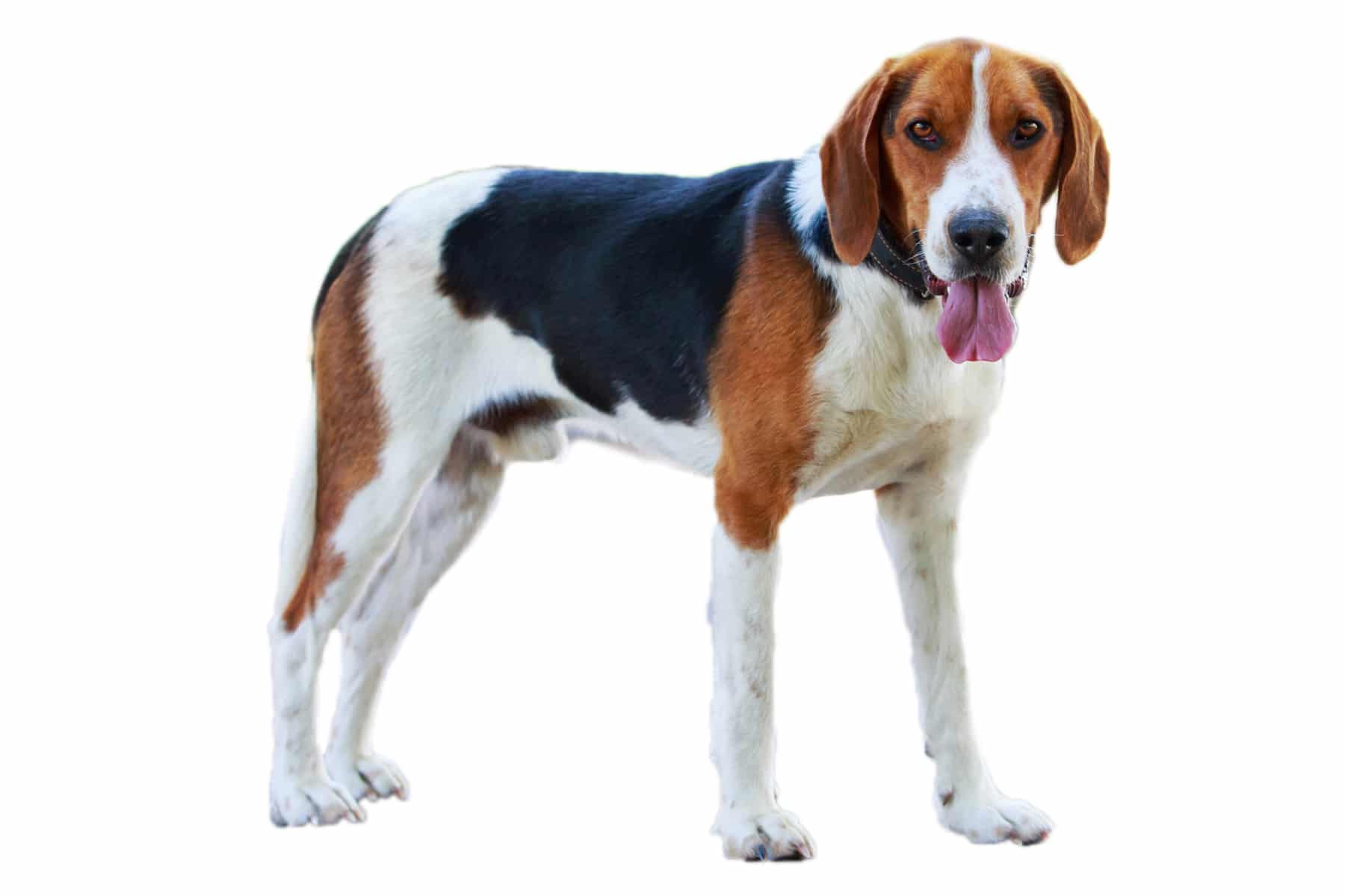 Image de profil American Foxhound