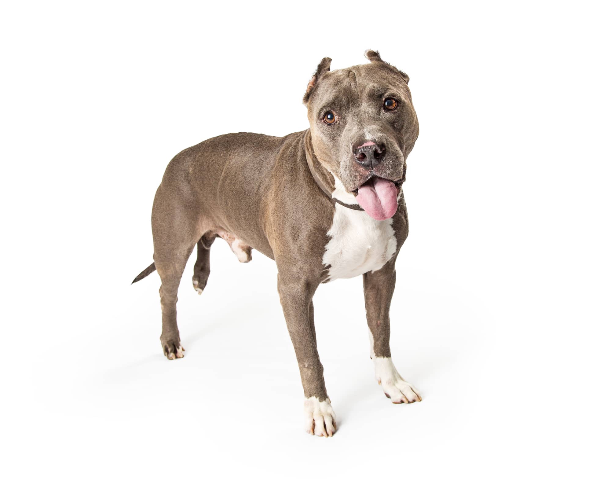 American Staffordshire Terrier