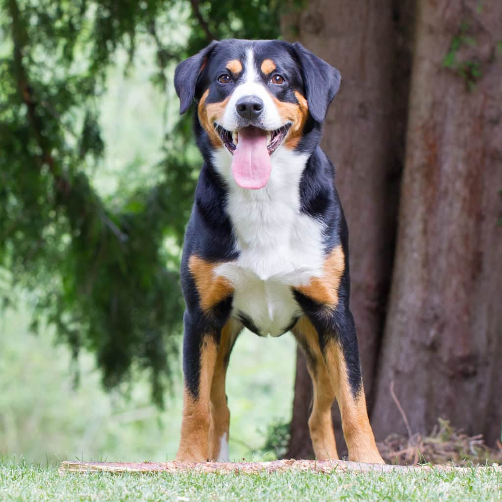 Appenzeller Sennenhund 1