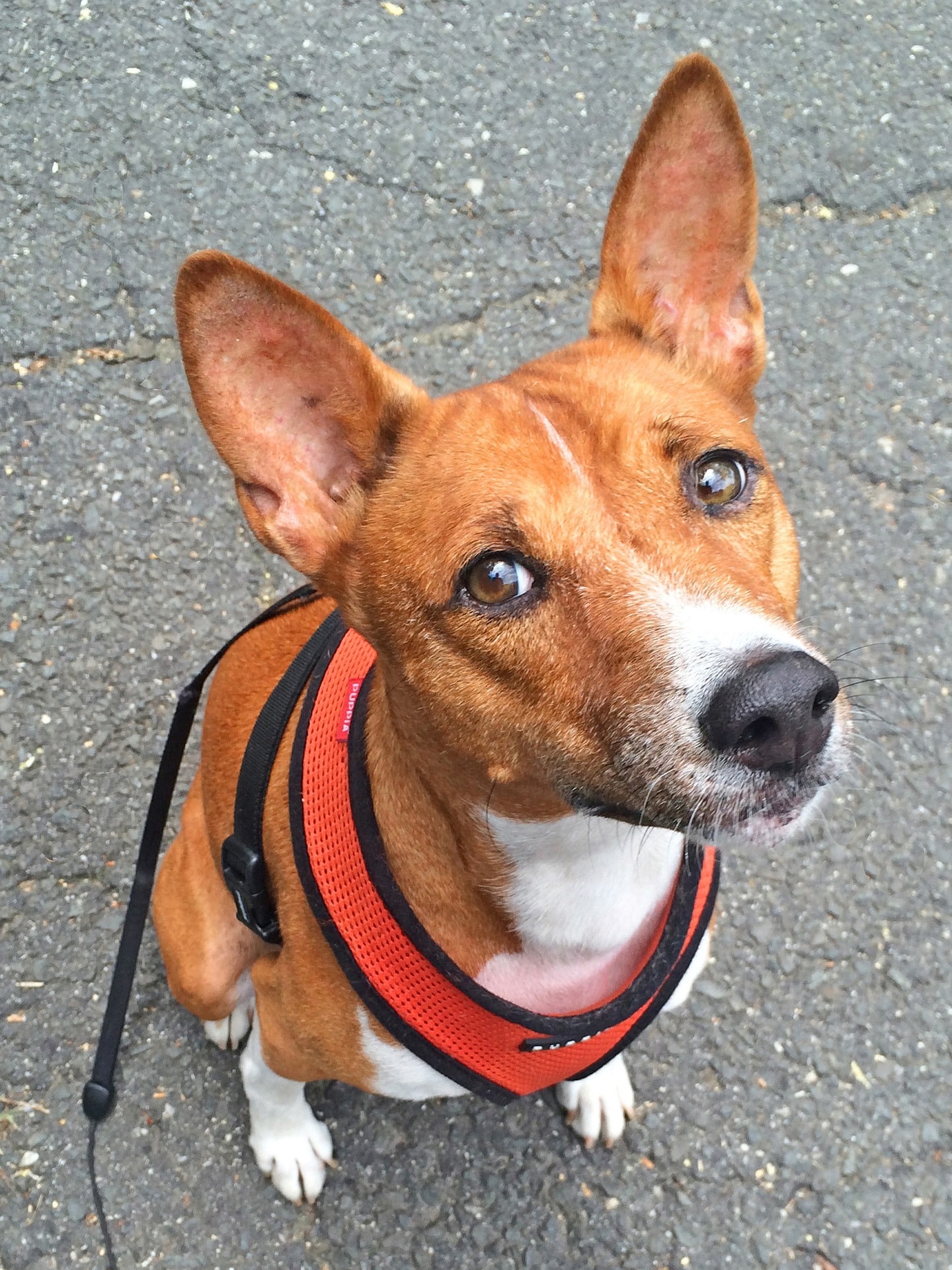 Basenji 4