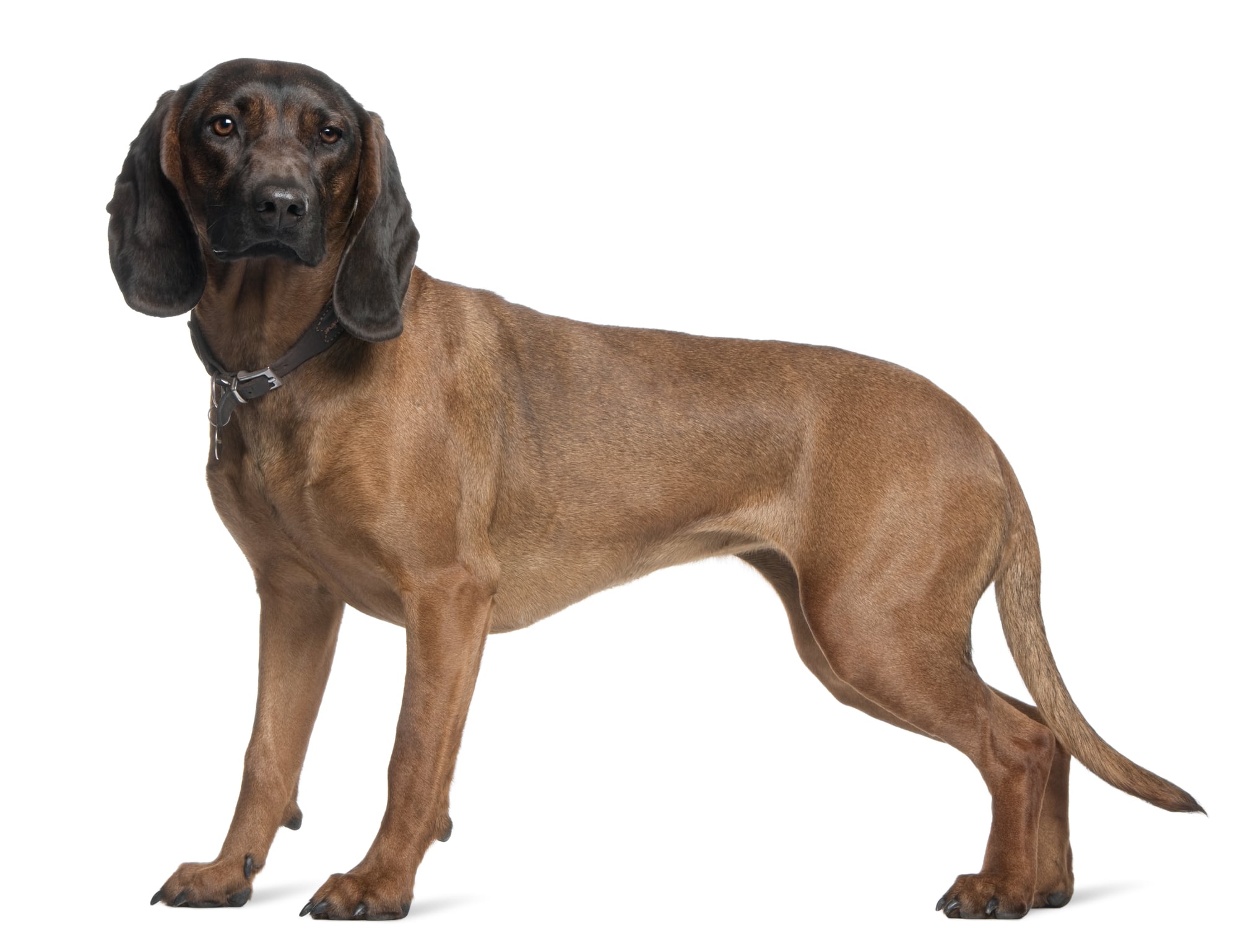 Bayerischer Gebirgsschweißhund
