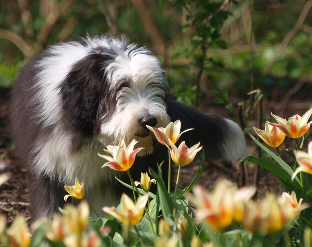 Bearded Collie 1