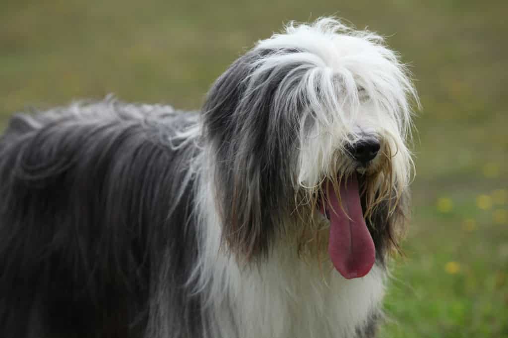 Bearded Collie 2