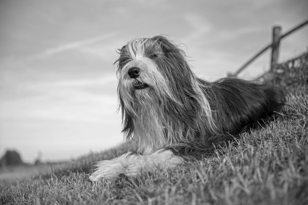 Bearded Collie Herkunft