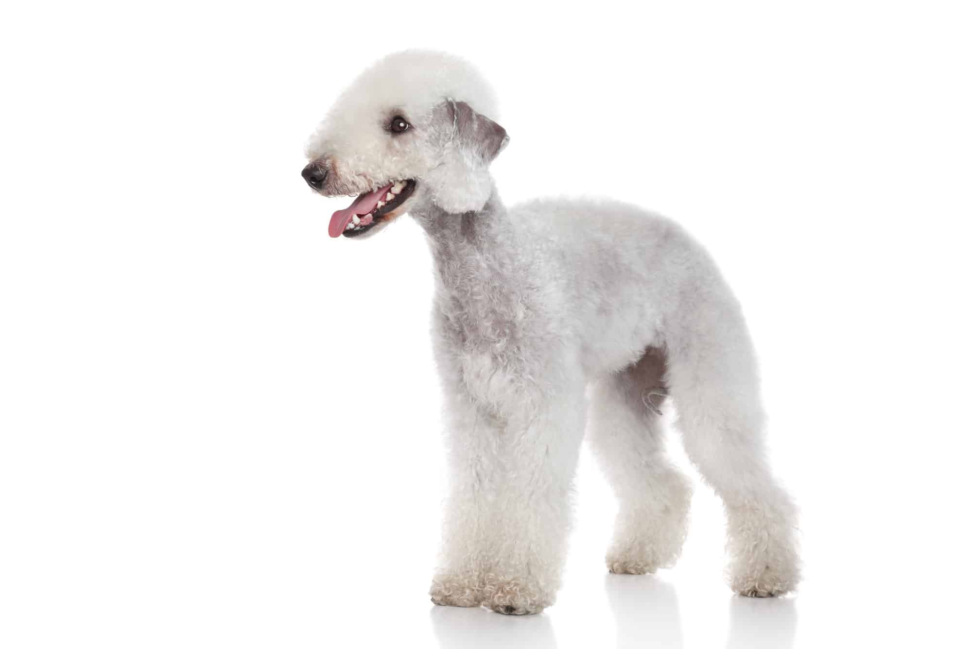 Stand di Bedlington Terrier su sfondo bianco