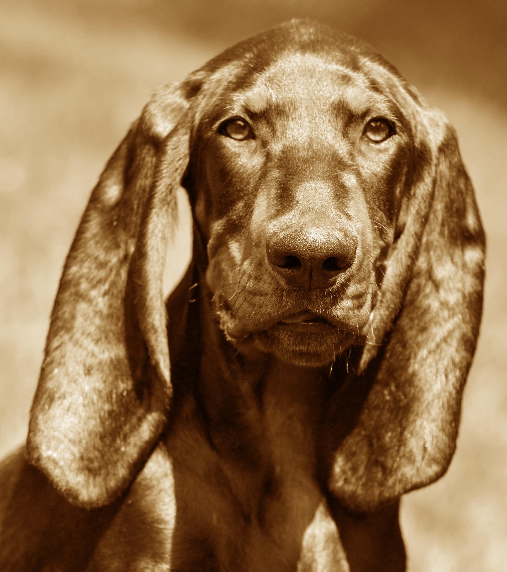 Black And Tan Coonhound History Picture