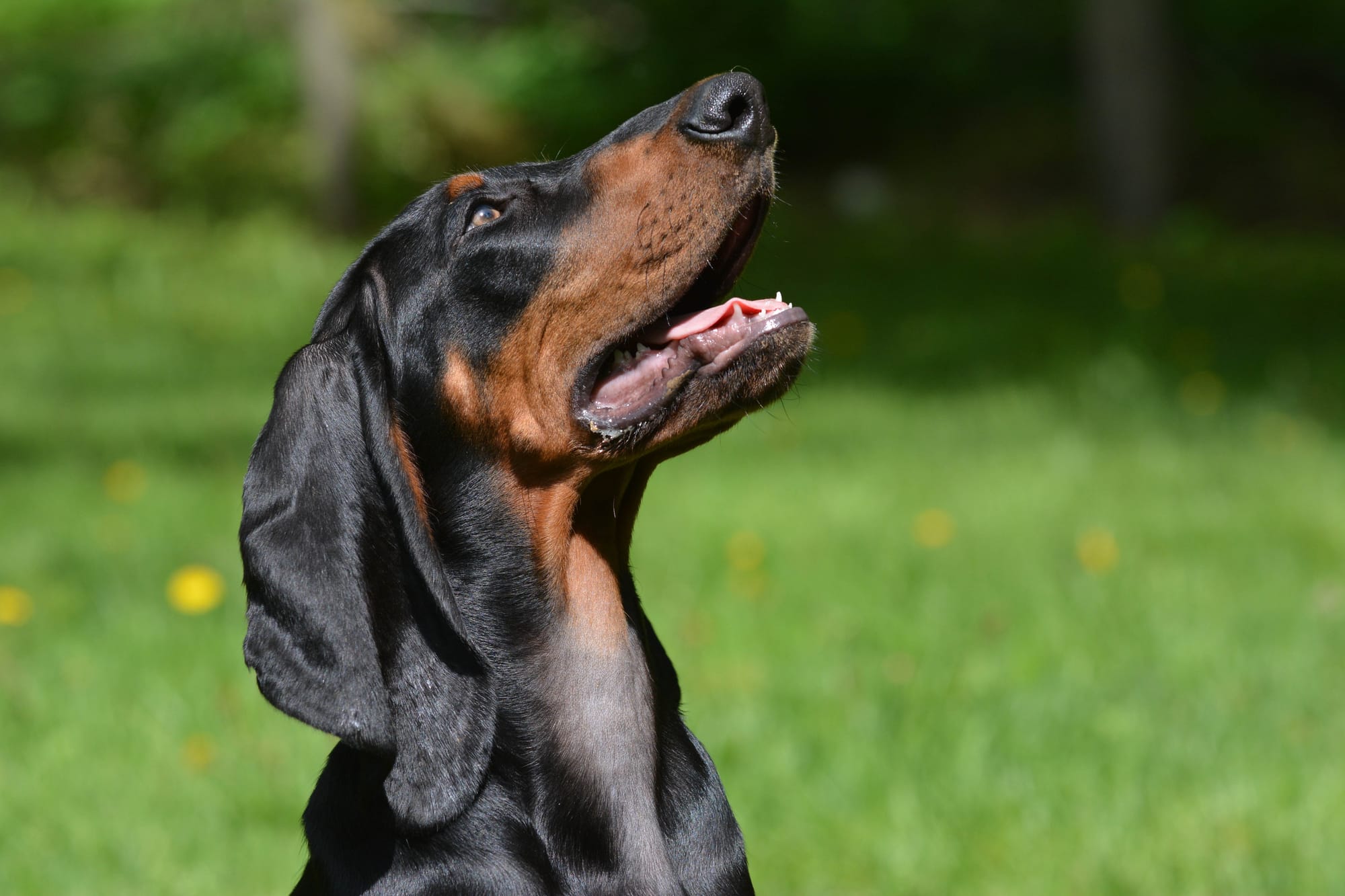 Black And Tan Coonhound Portrait