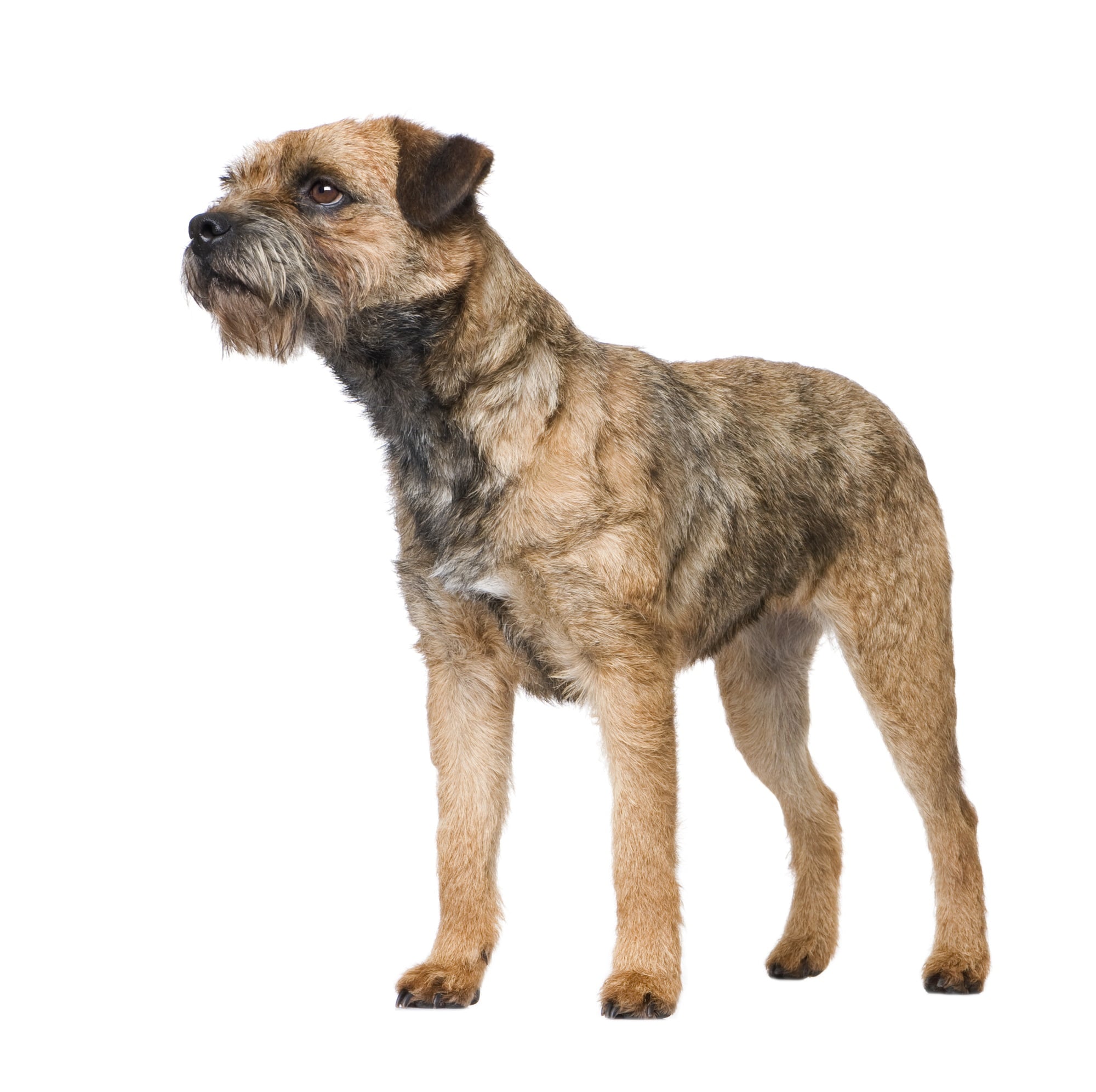 Border Terrier
