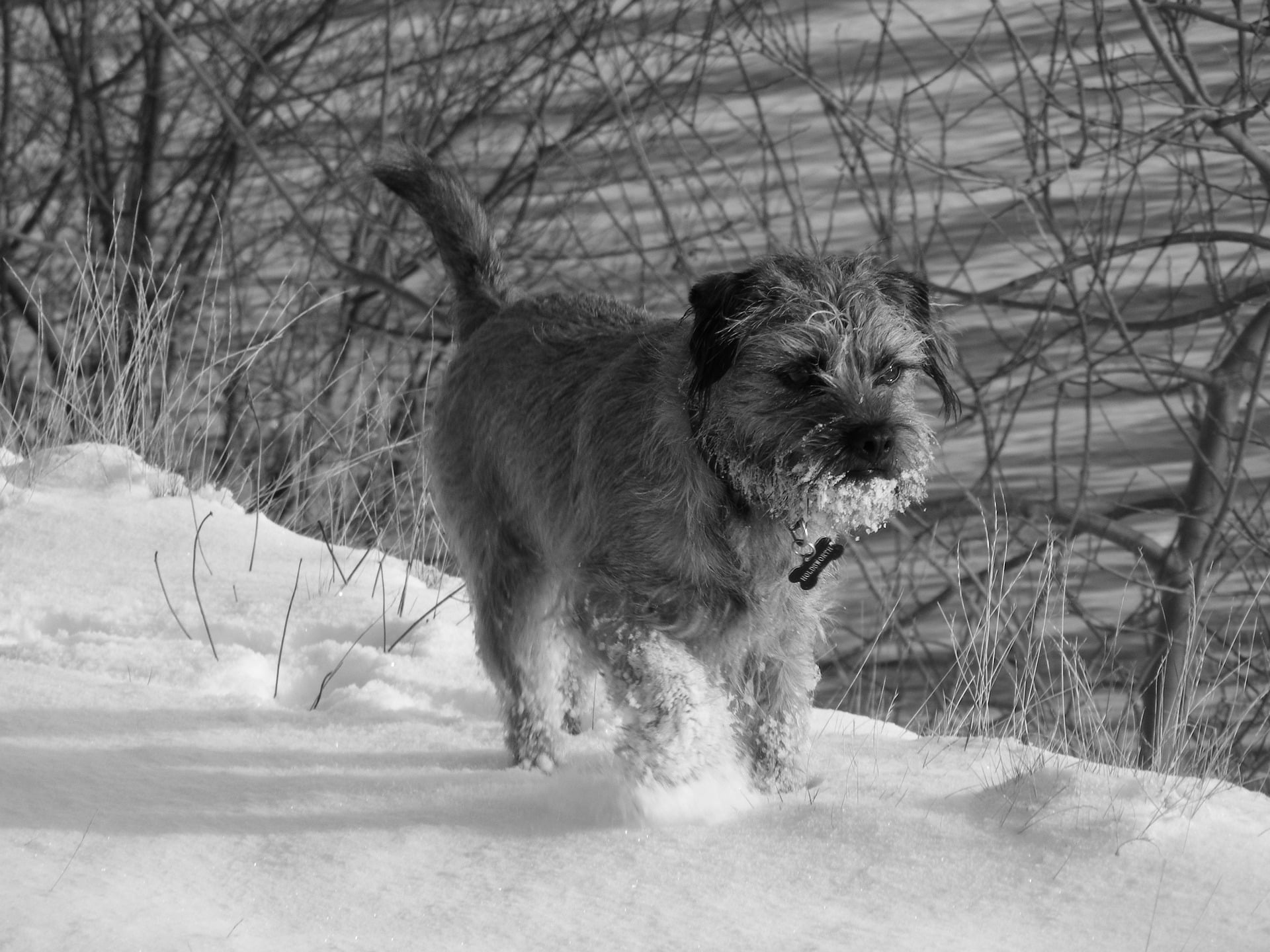 Border Terrier_3