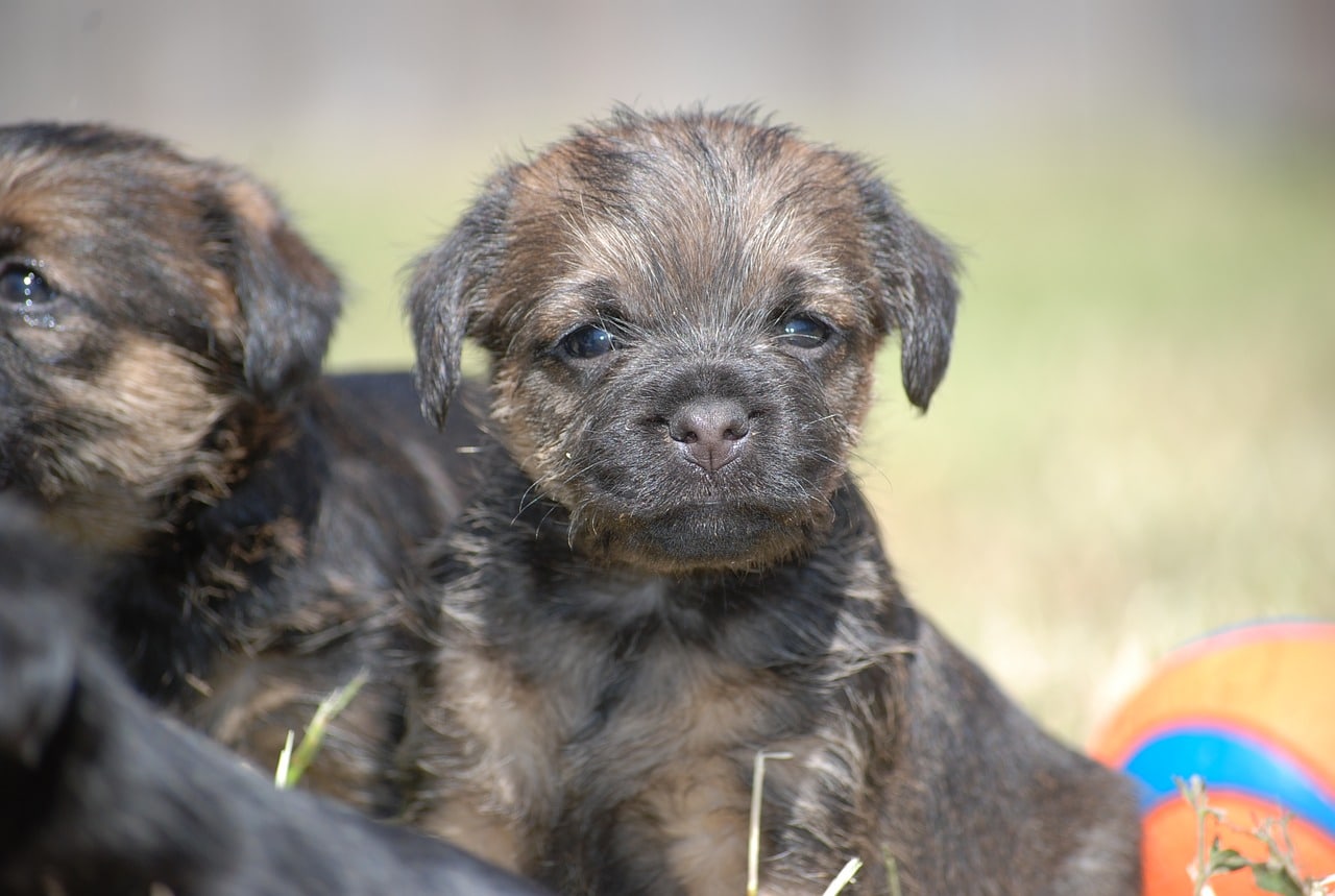 Border Terrier_4