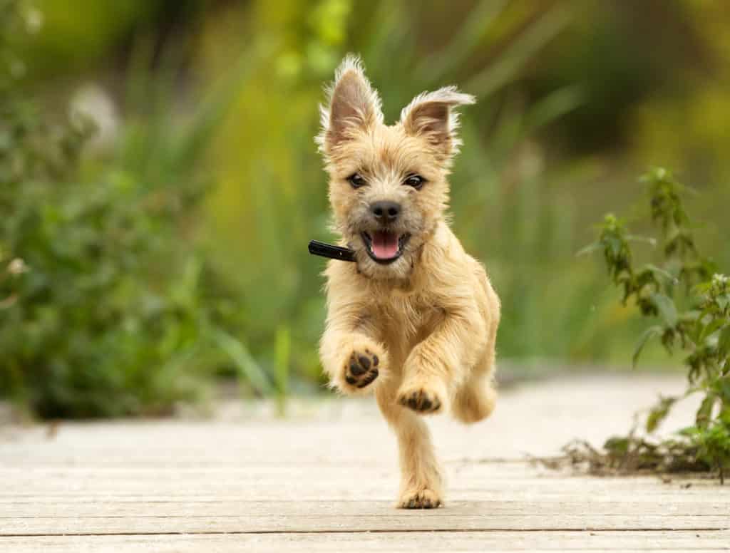 Cairn Terrier 1