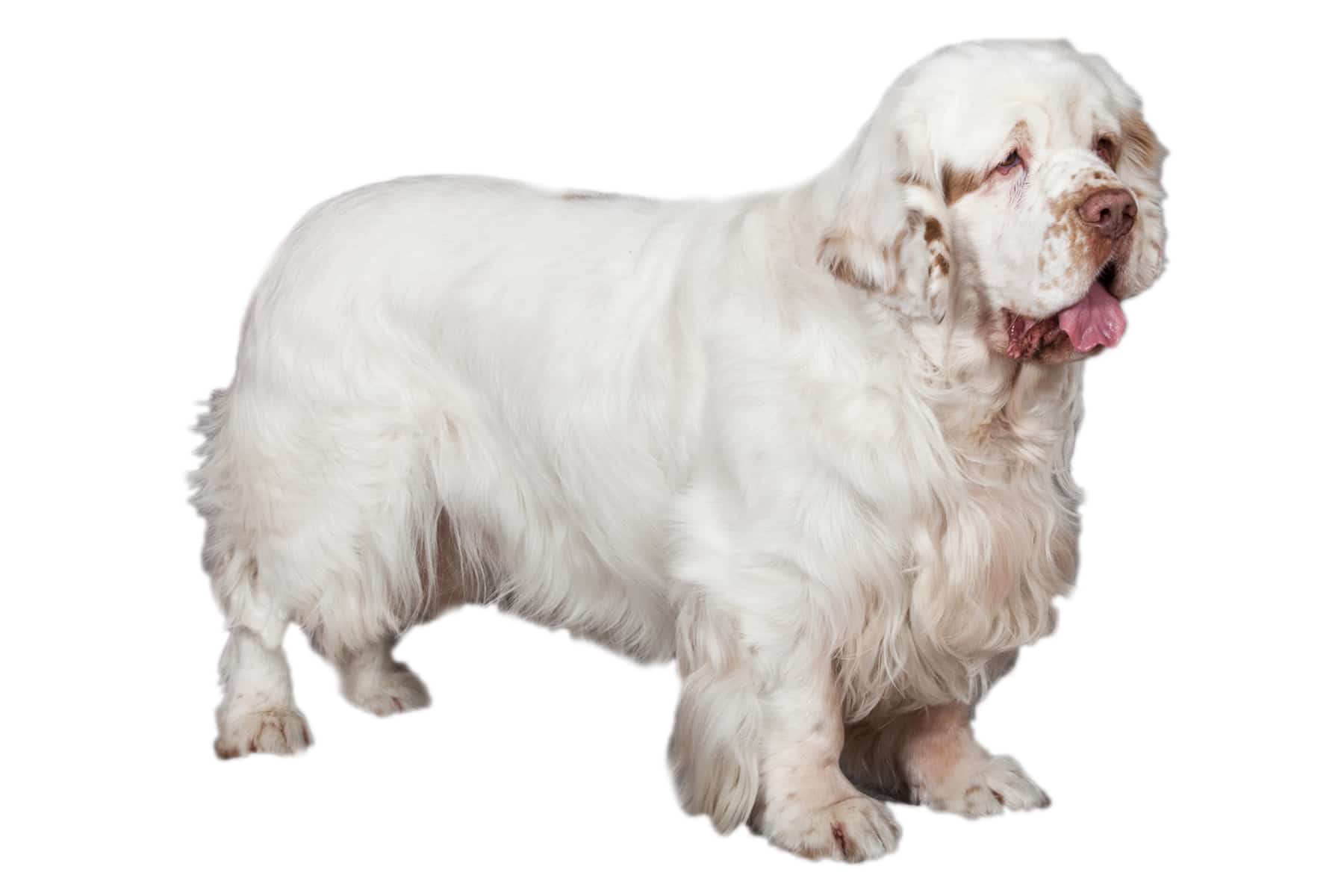 Clumber Spaniel Profile Picture