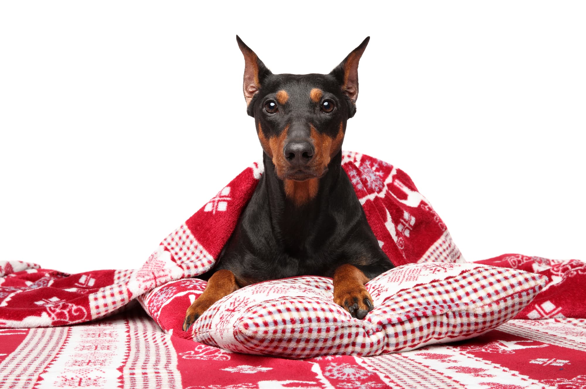 German Pinscher under blanket posing on a white background. Animal themes