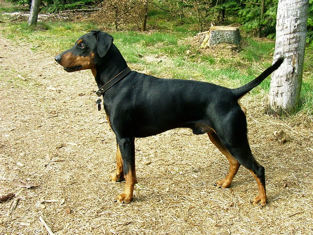 Deutscher Pinscher 3