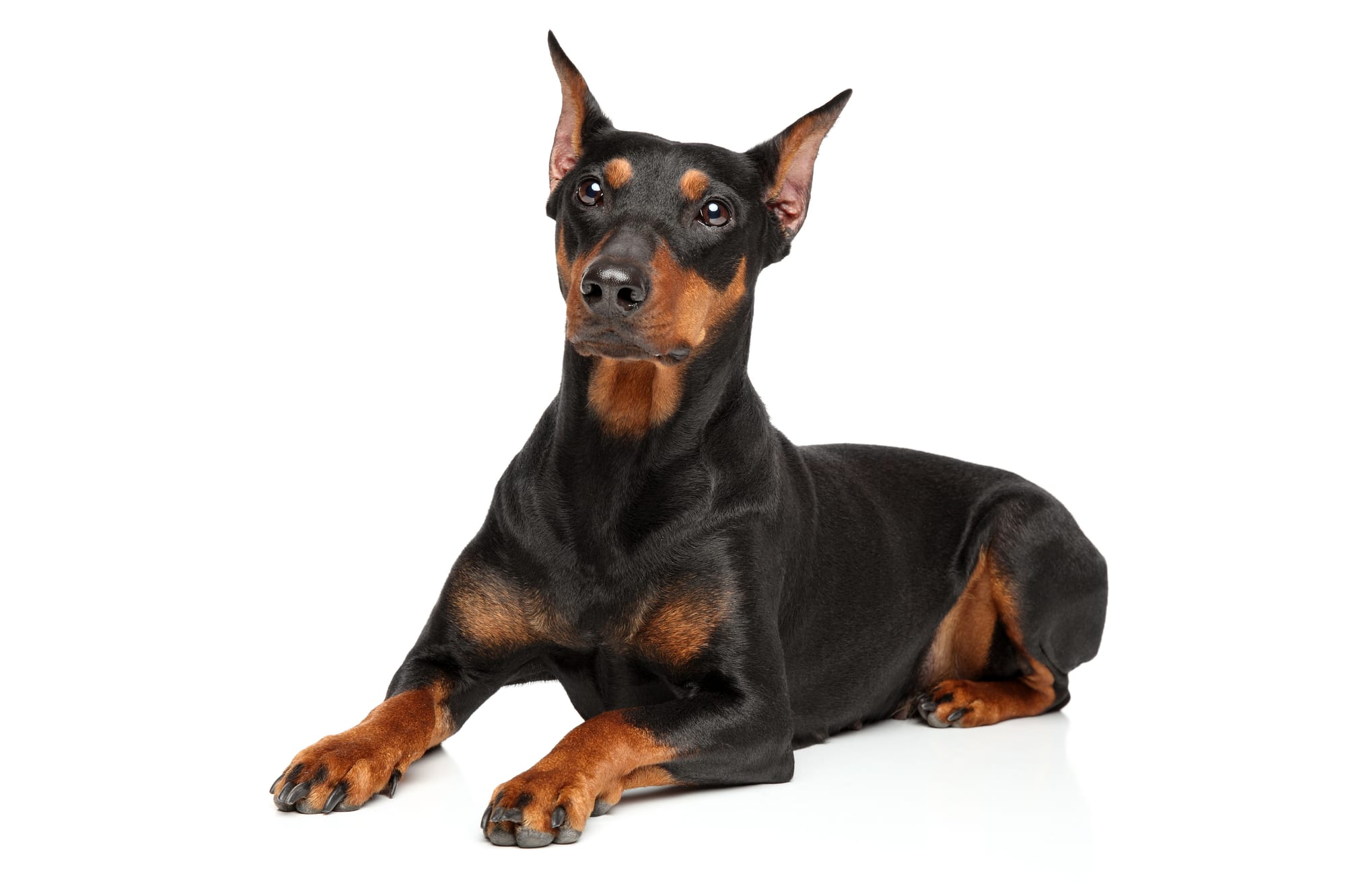 Adorable German Pinscher dog lying on white background. Animal themes