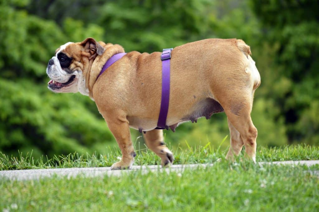 Englische Bulldogge 1