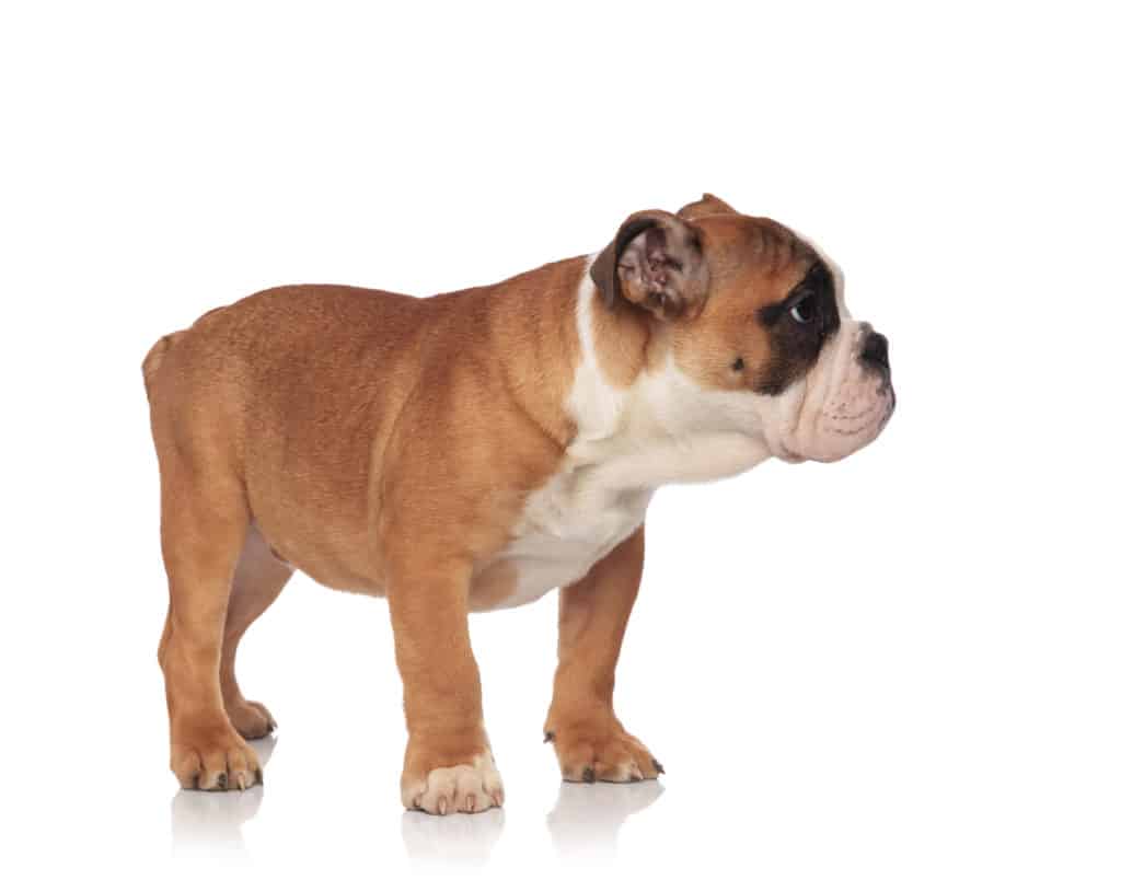 Englische Bulldogge