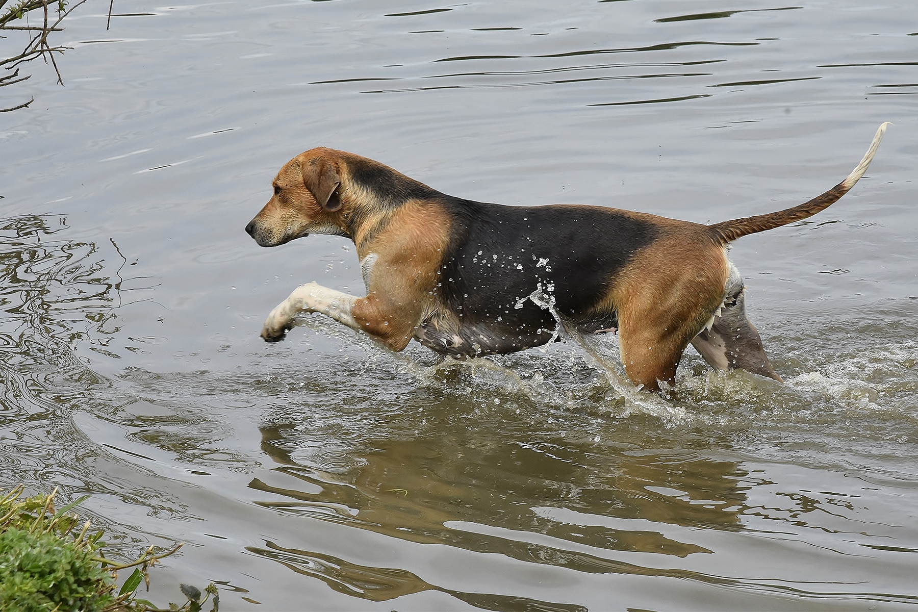 English Foxhound am Wasser