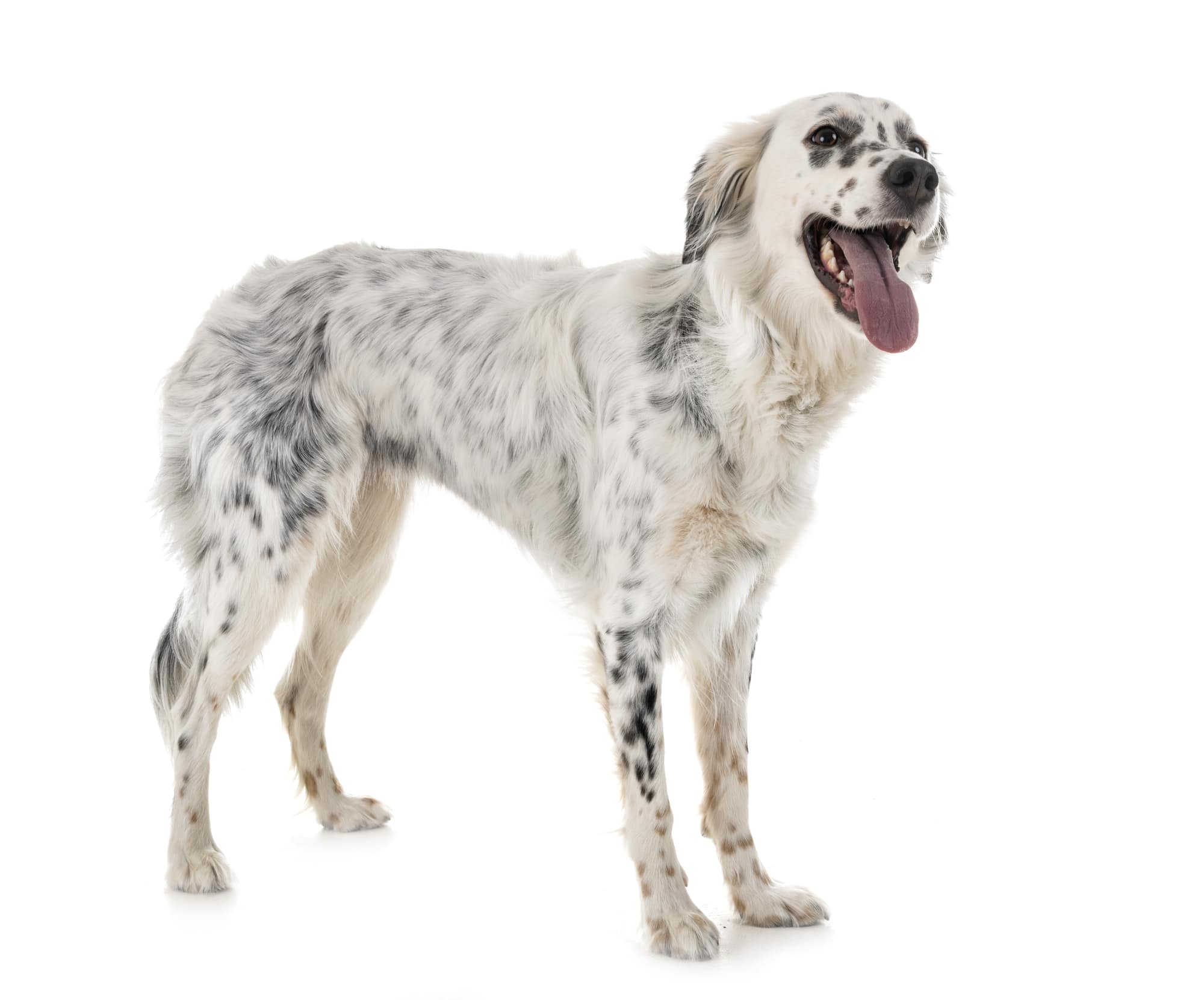 English Setter