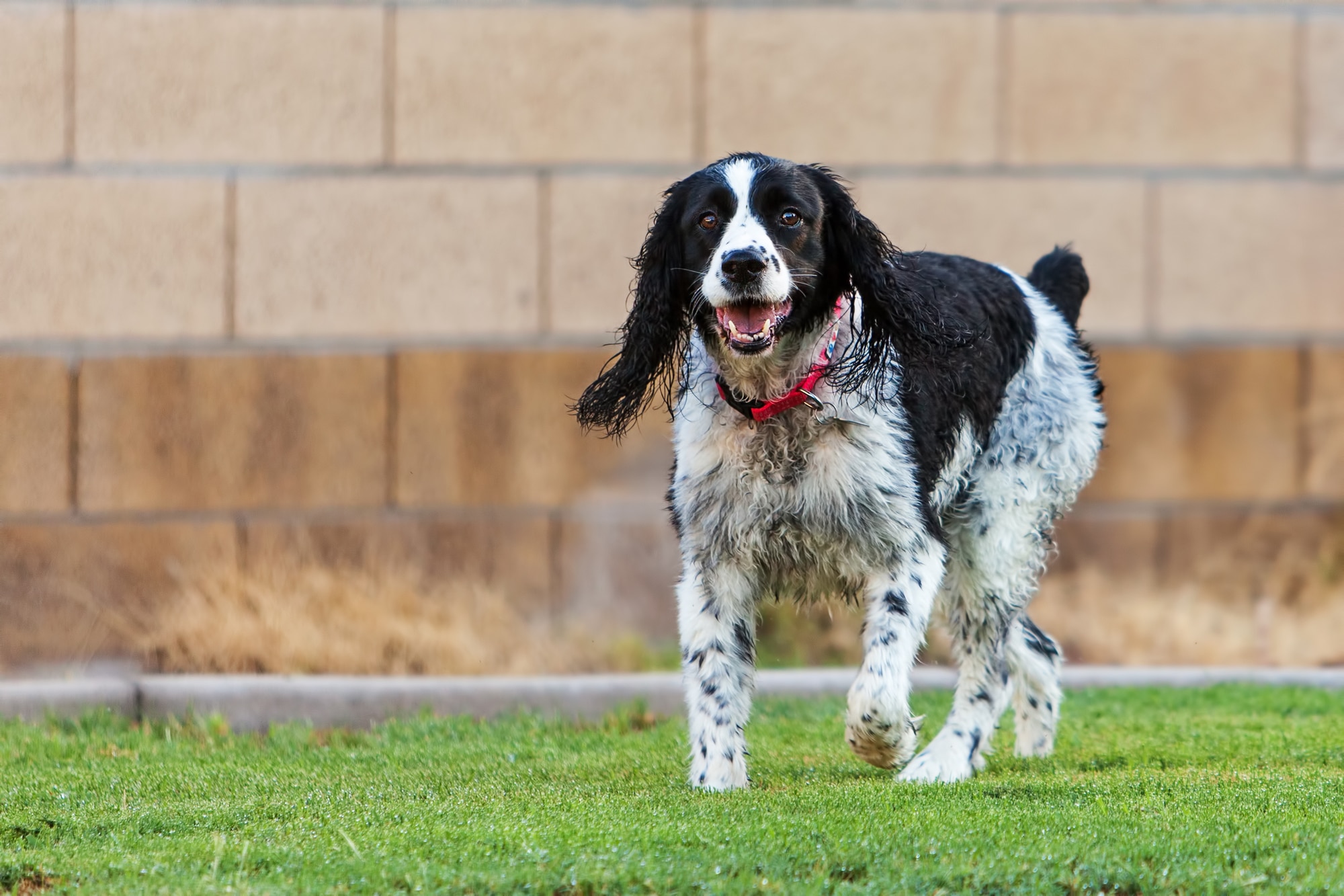 English Springer Spaniel (Facts, Pictures, Videos)
