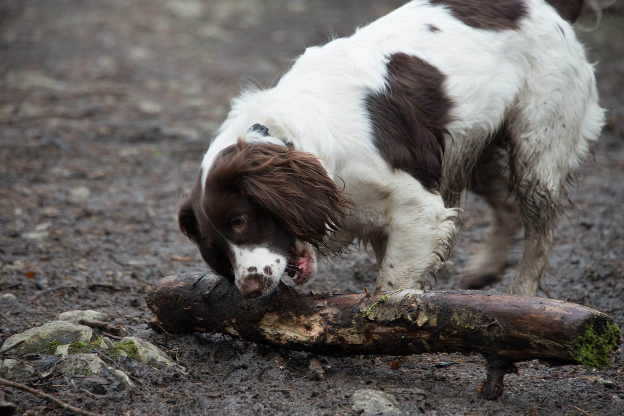 English Springer Spaniel (Facts, Pictures, Videos)