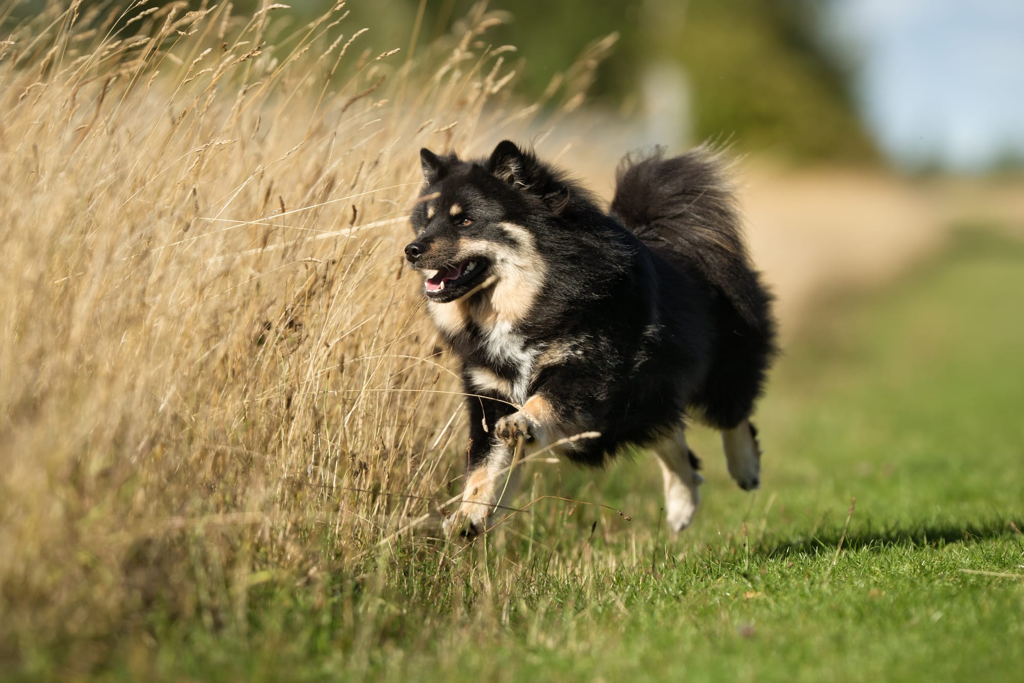Finnischer Lapphund 2