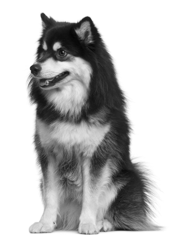 Finnischer Lapphund Herkunft