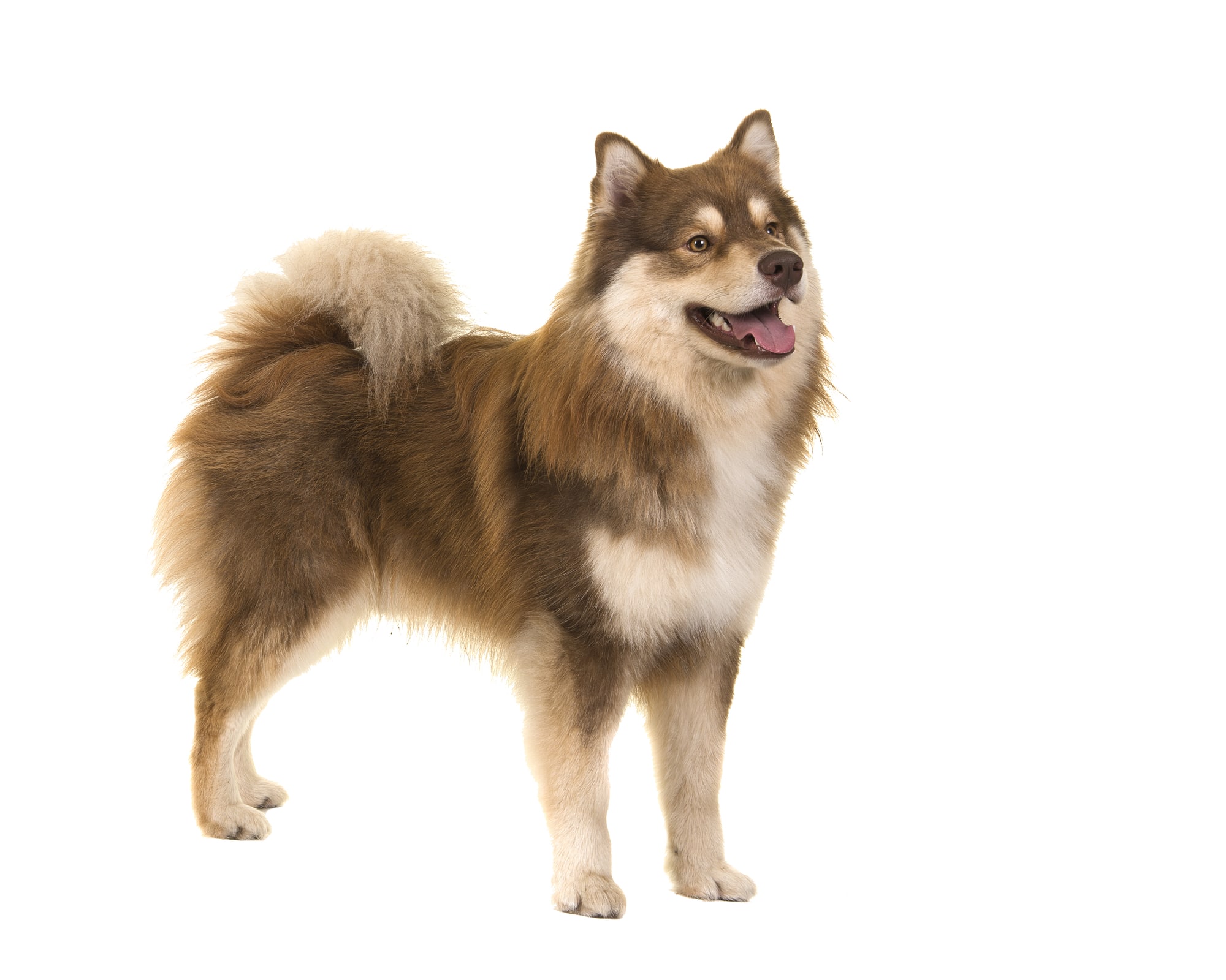 Finnischer Lapphund