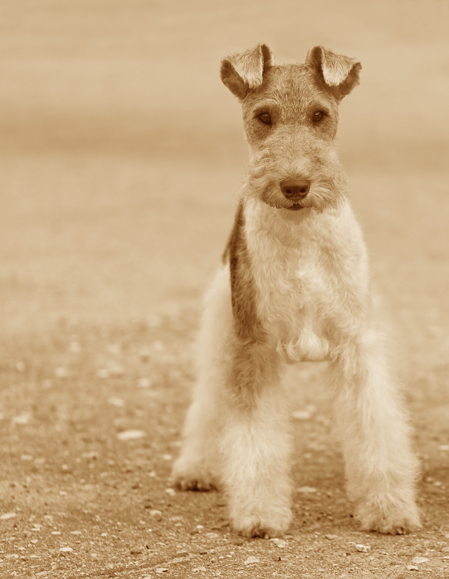 Fox terrier wirehair history picture