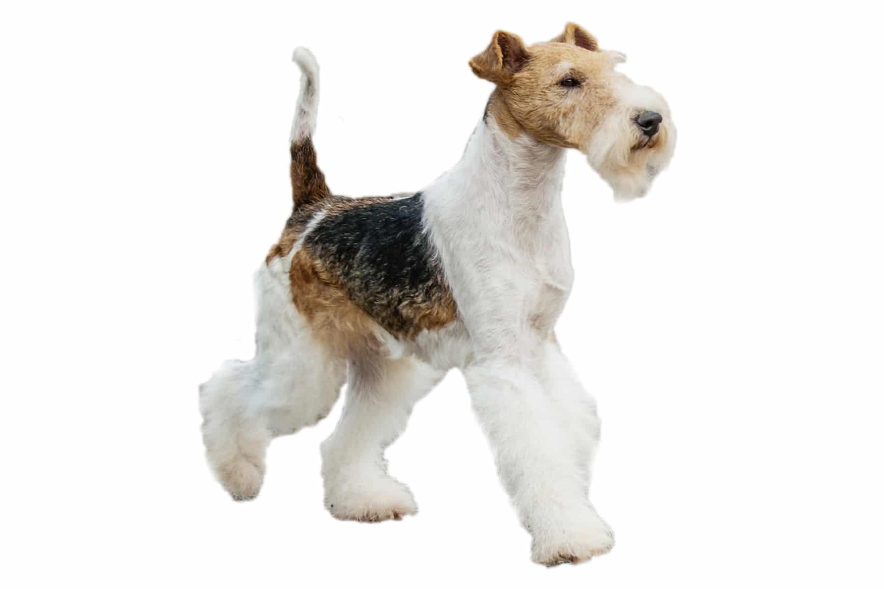 Fox terrier wire hair profile picture