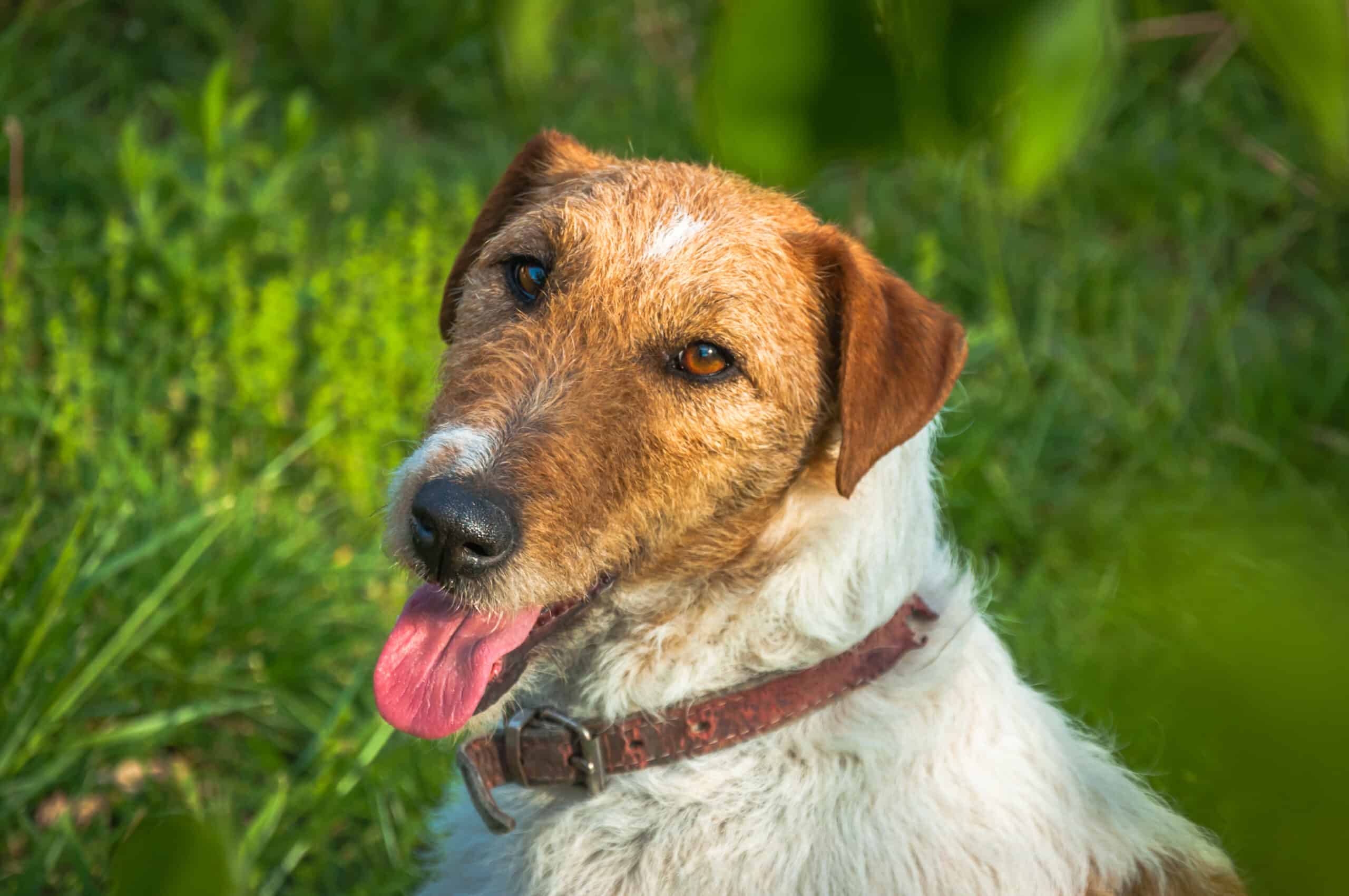 Smooth fox terrier portrait