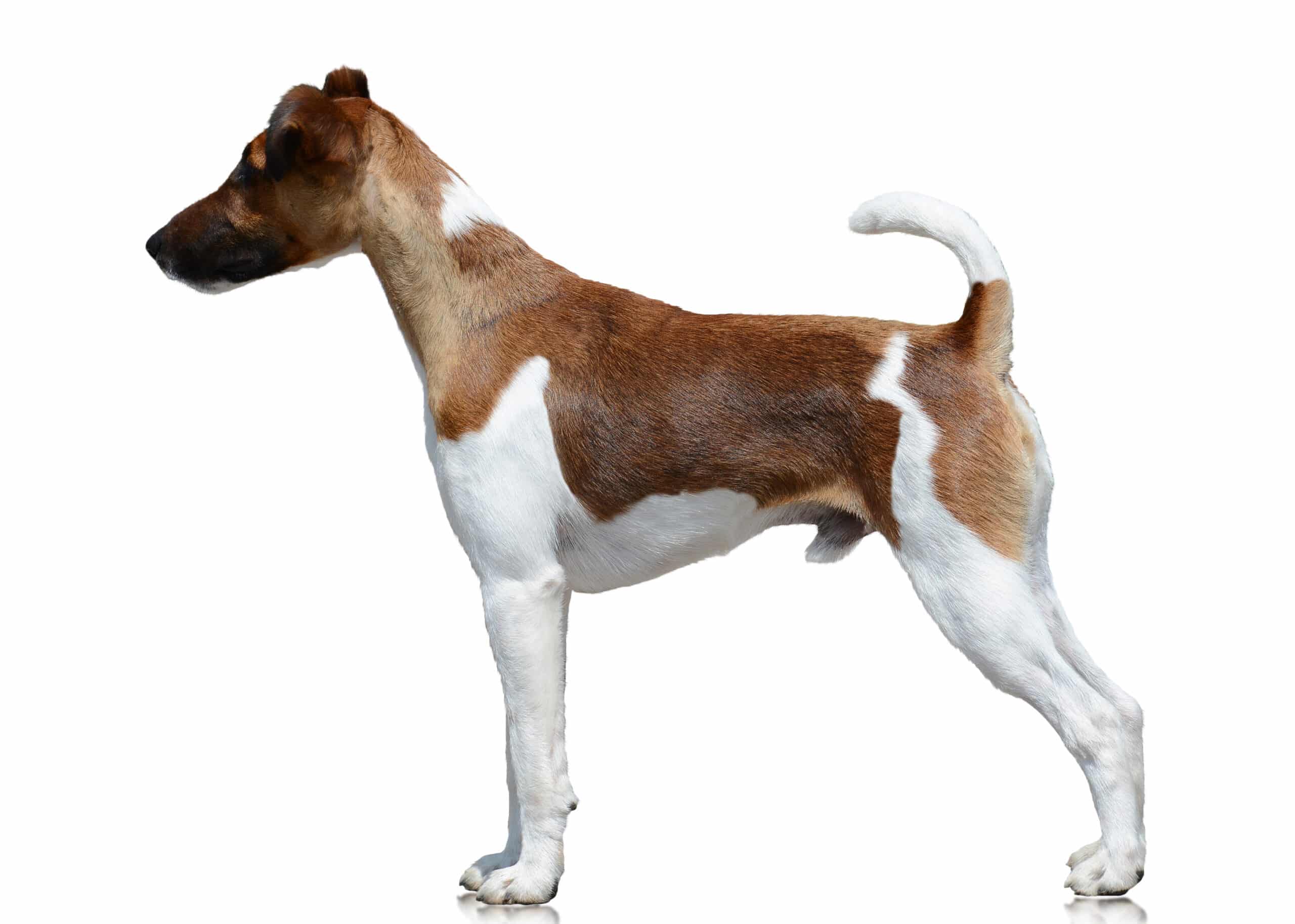 Glatthaar Foxterrier Profil