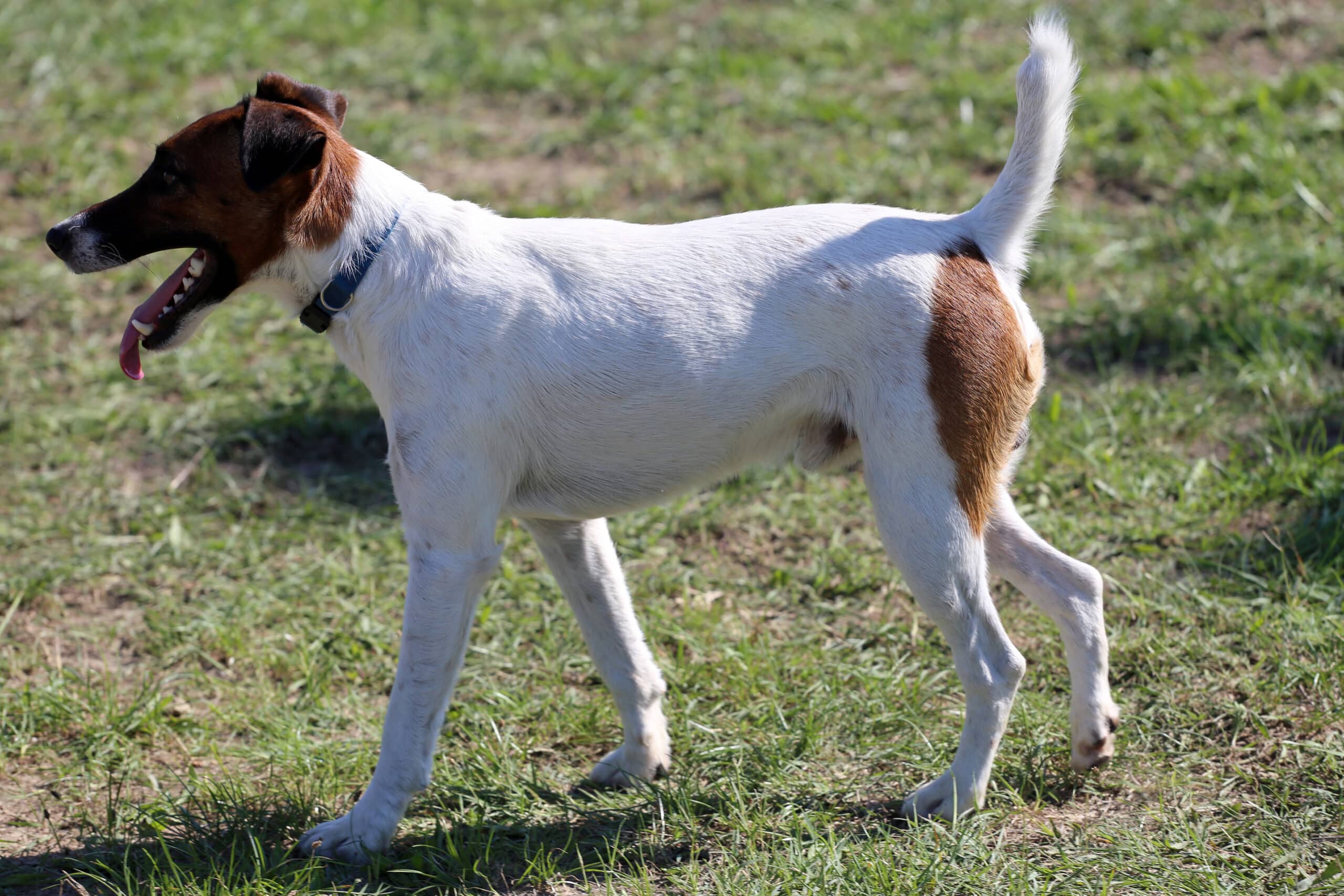 Smooth Fox Terrier (character, diet, care)