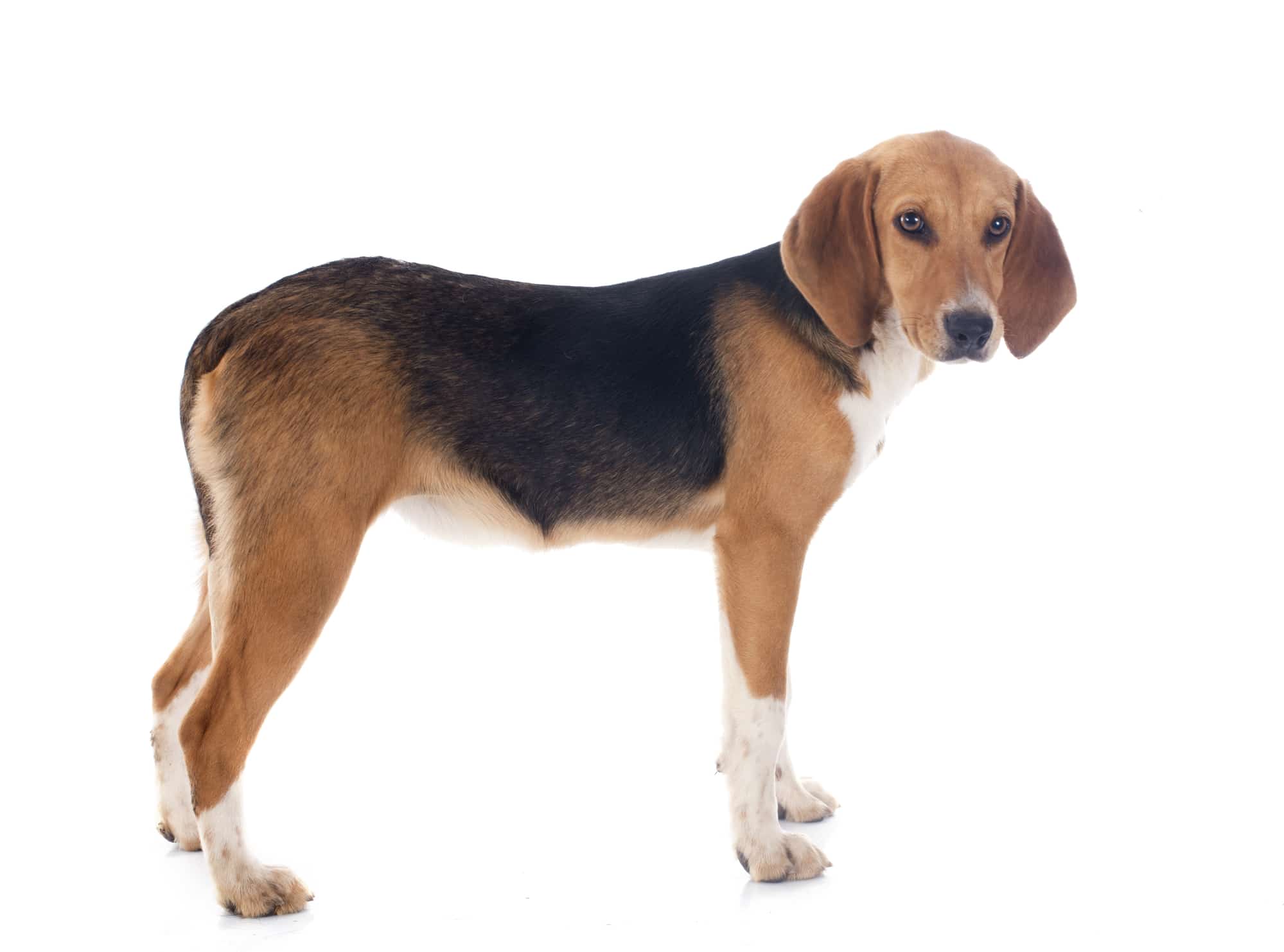 Harrier Hund Profil