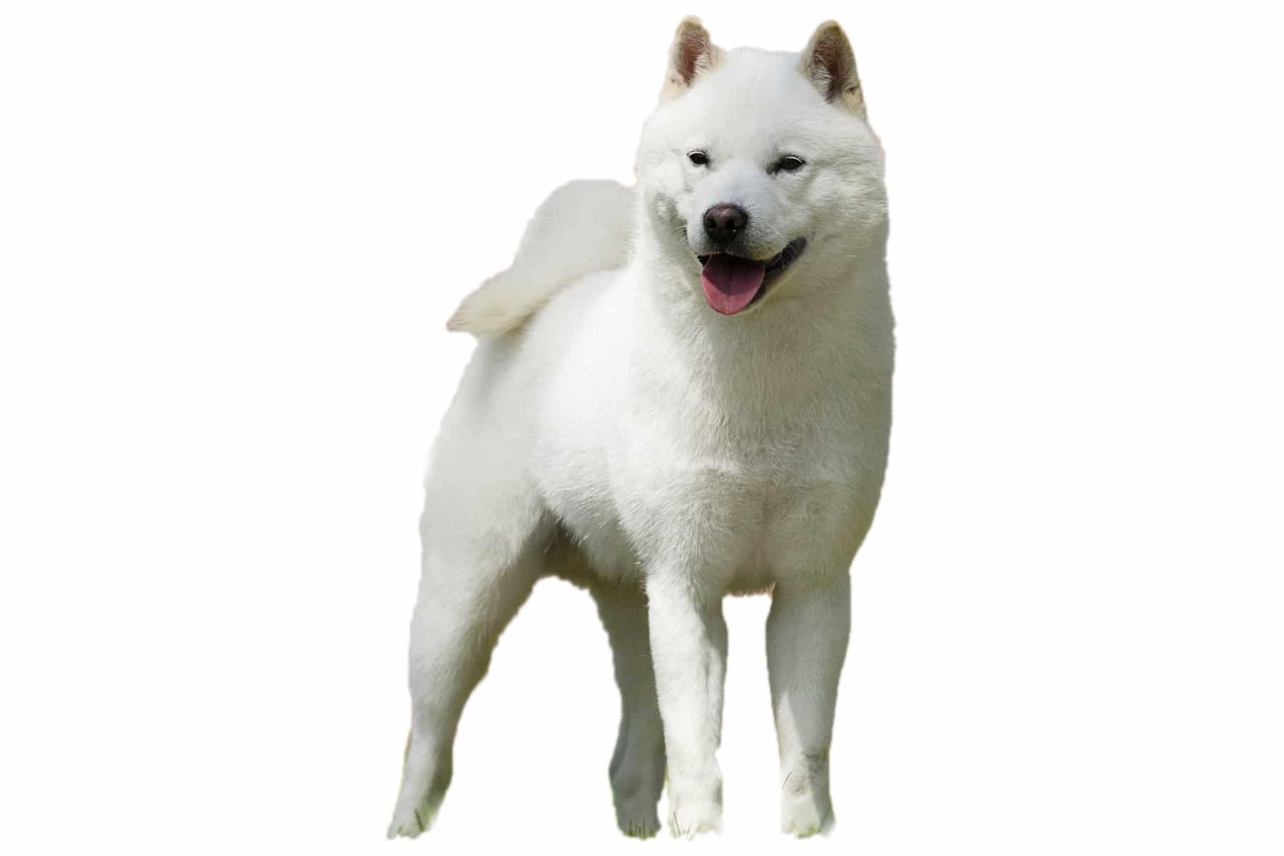 Perfil del perro de Hokkaido