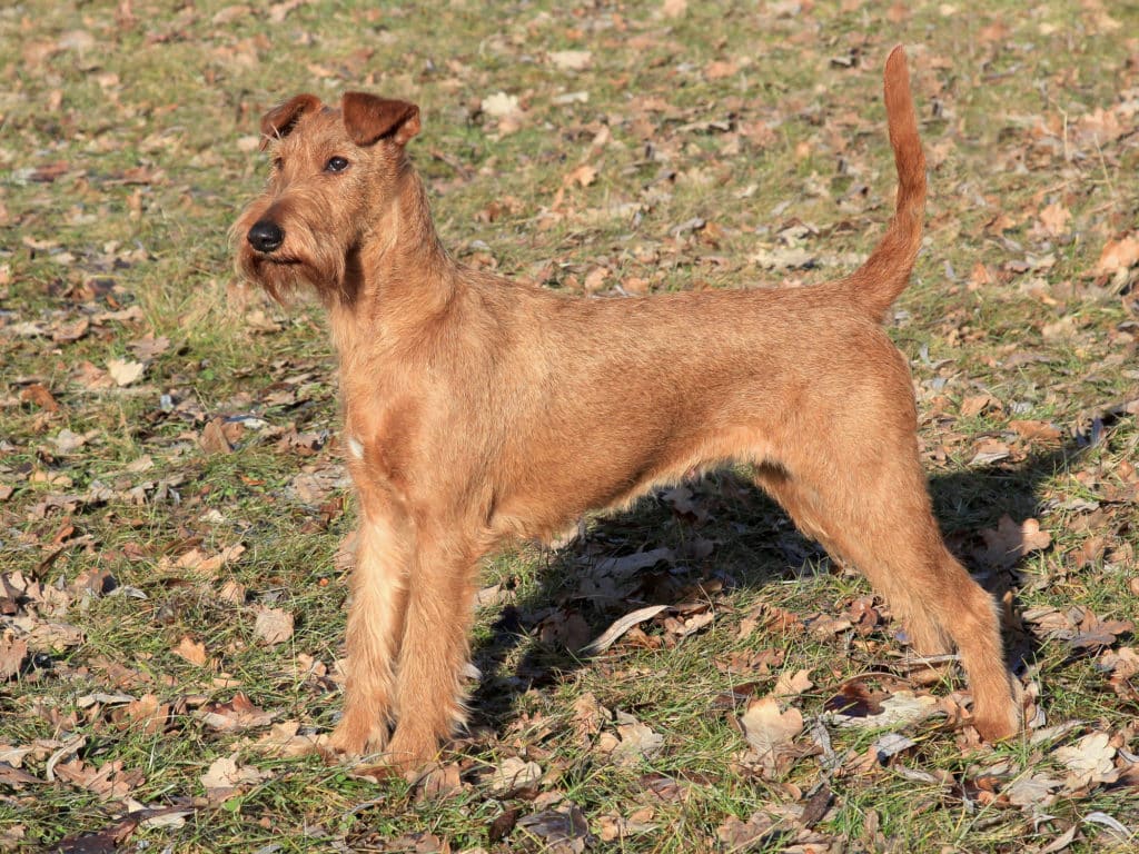 Irish Terrier 2