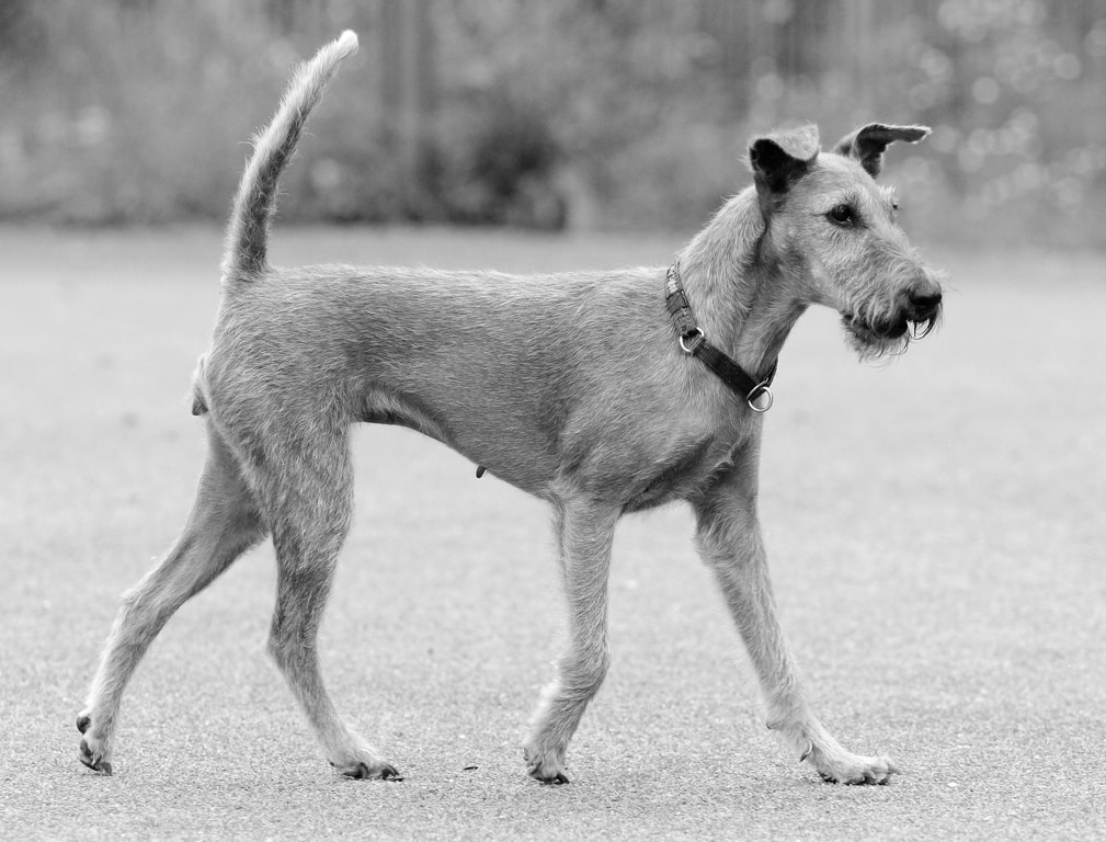 Irish Terrier 3