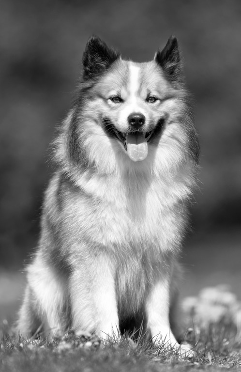 Islandhund Herkunft