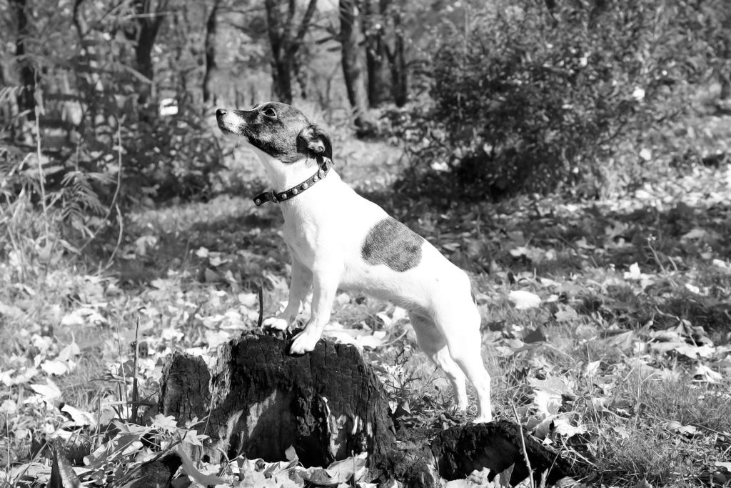 Jack Russell Terrier Herkunft