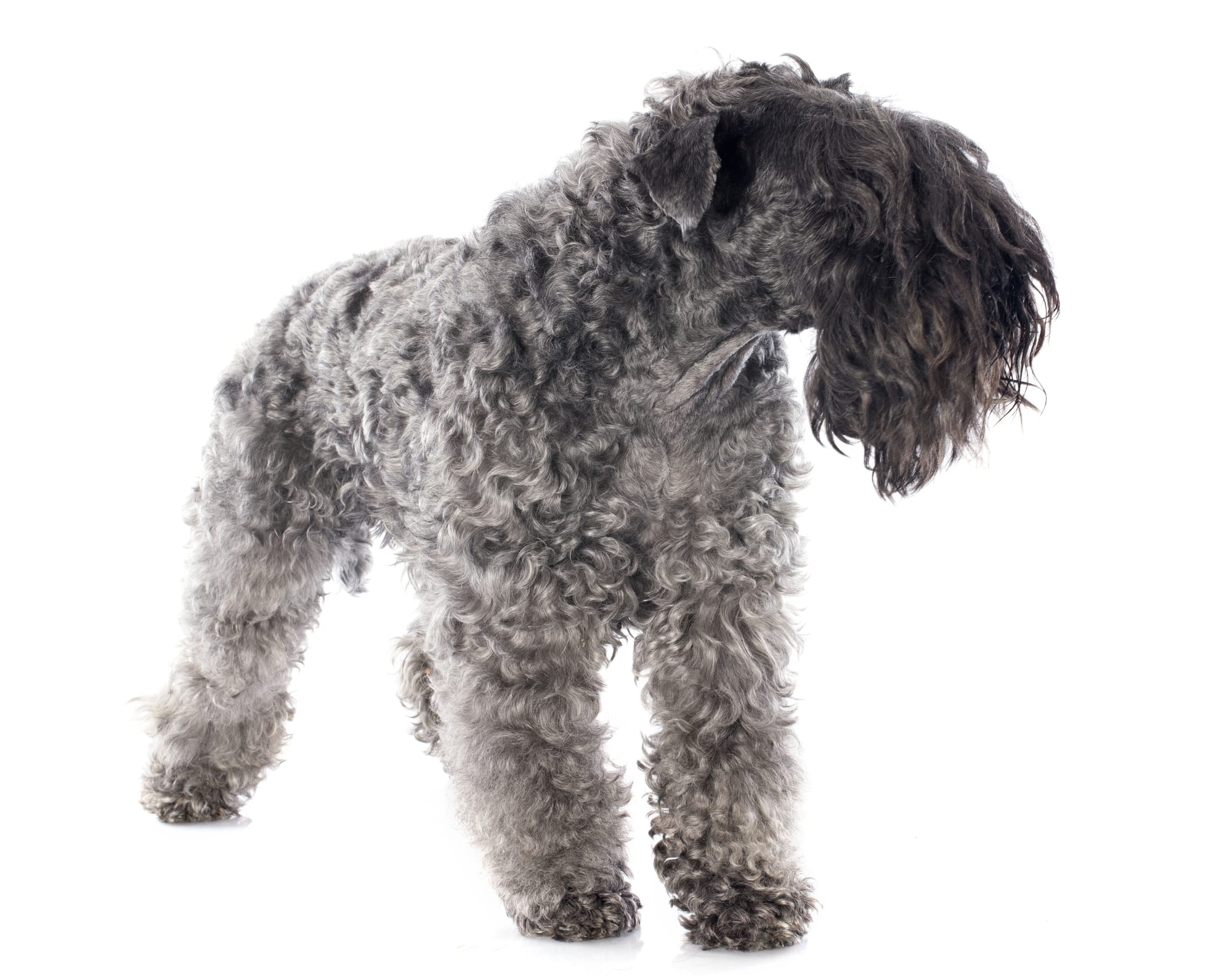 Kerry Blue Terrier Profil